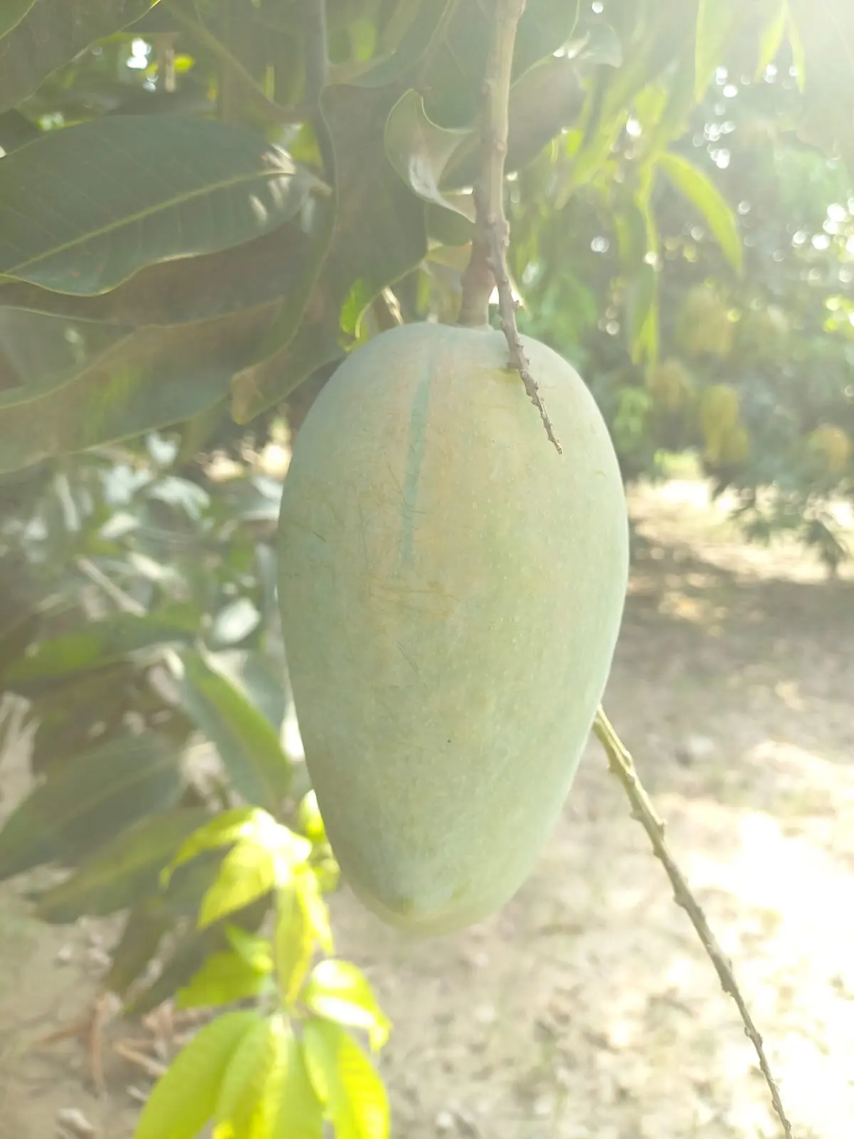 Chaunsa Mango Image 4