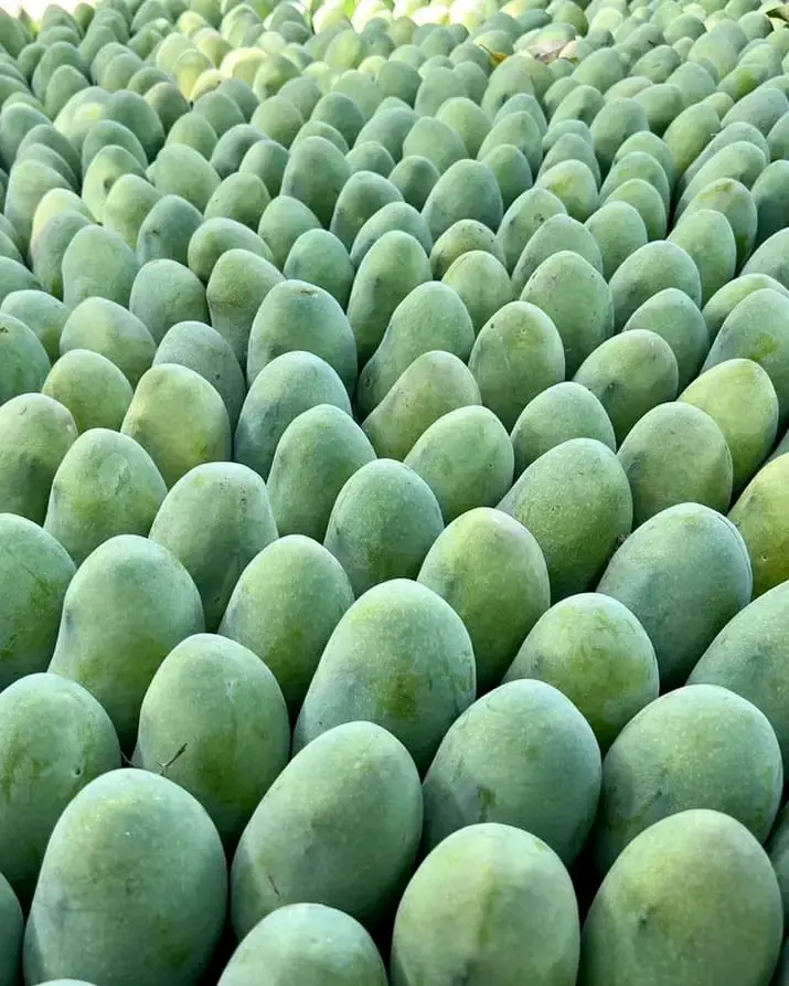 Chaunsa Mango Image 6