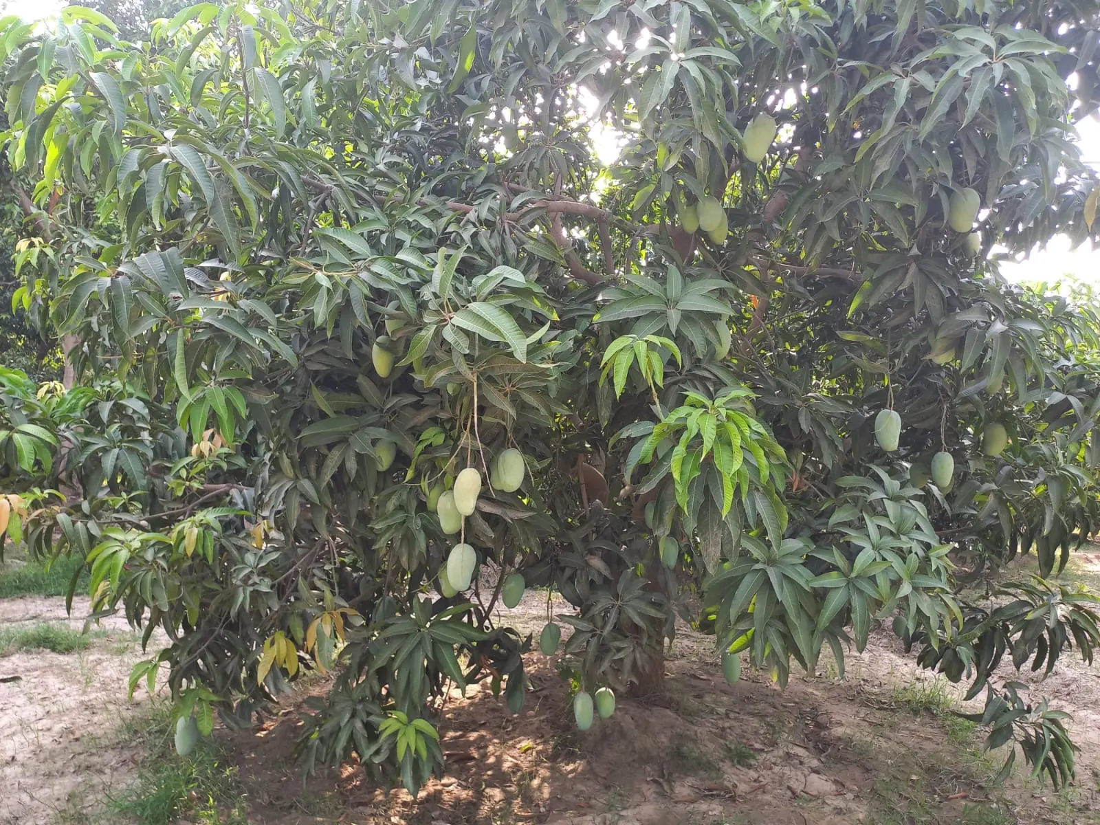 Chaunsa Mango Image 7
