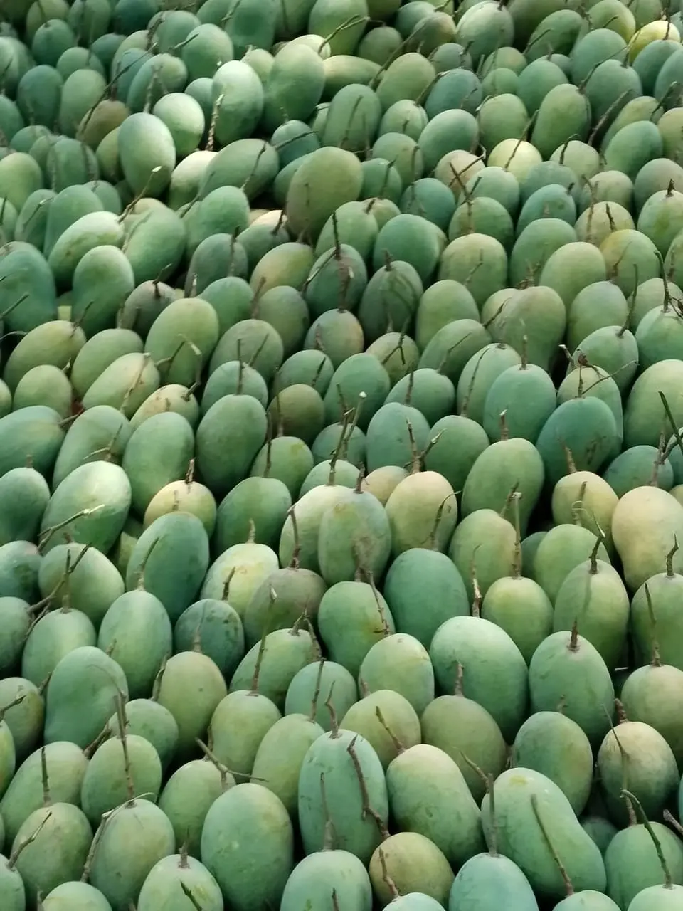 Chaunsa Mango Image 8