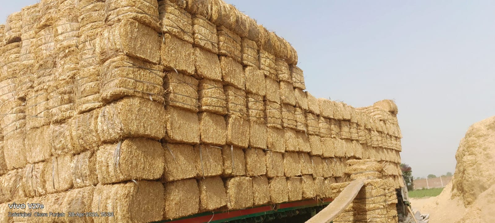 Rhode Grass Hay Image 3