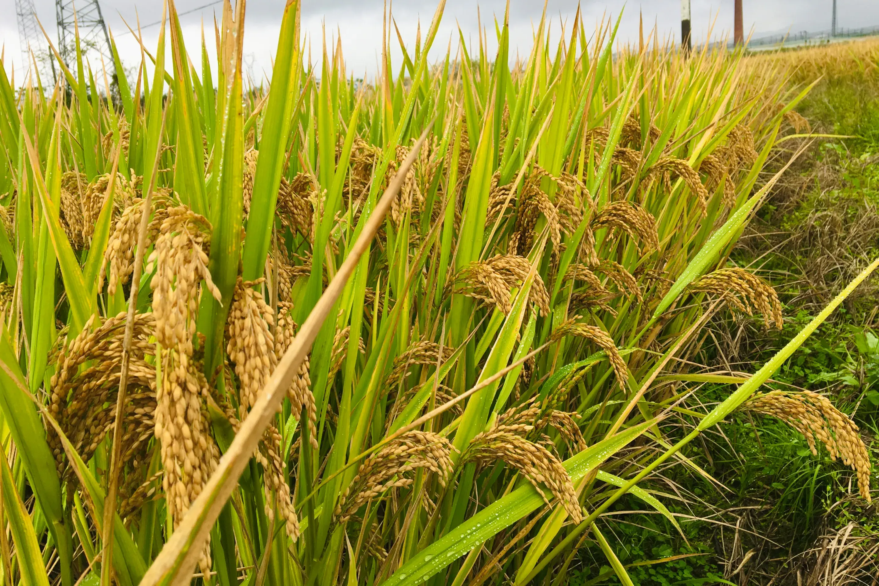 Rice