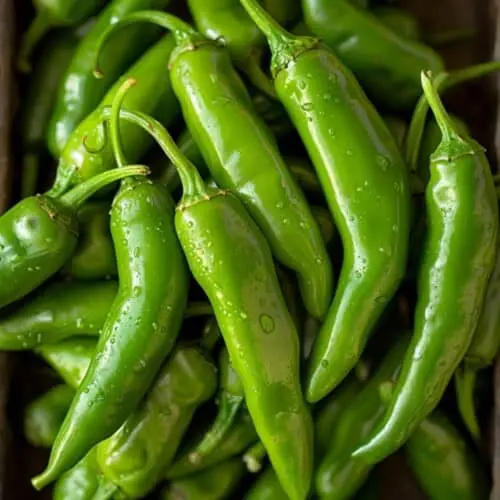 Green Chilli