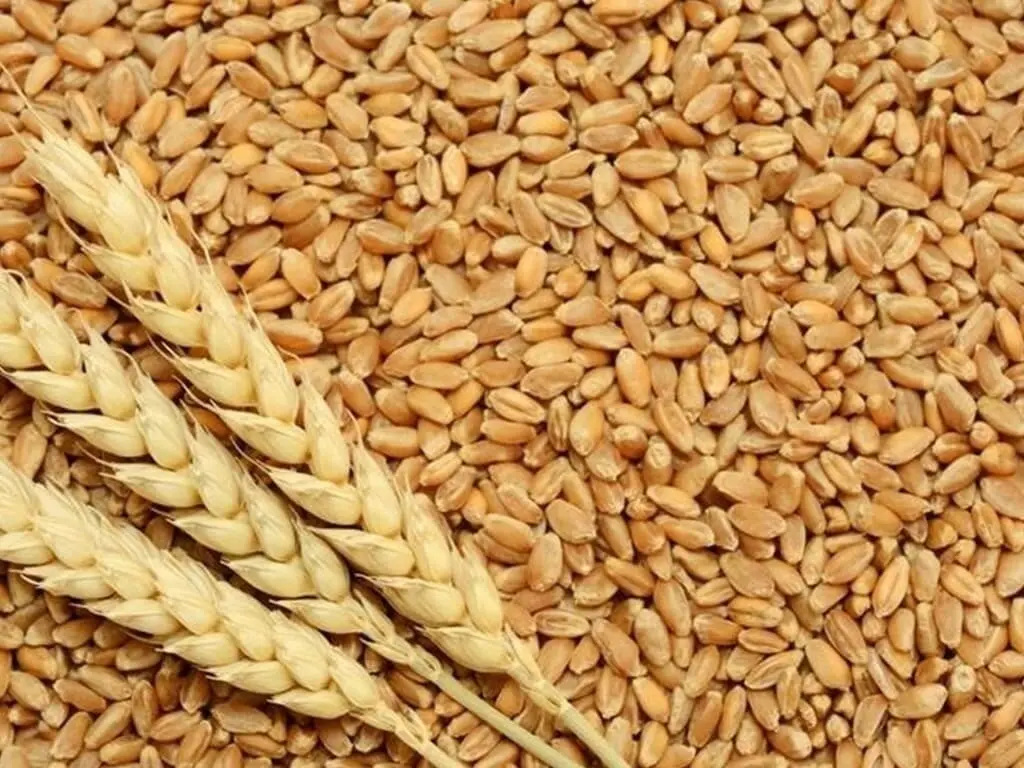 Pakistani Wheat