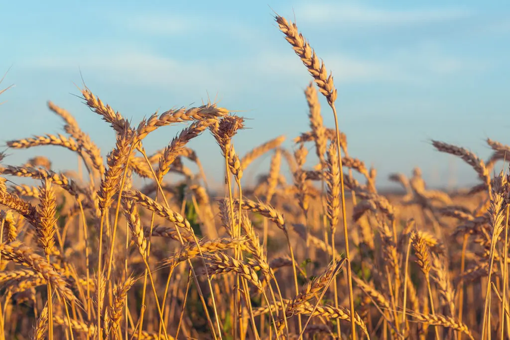 Pakistani Wheat